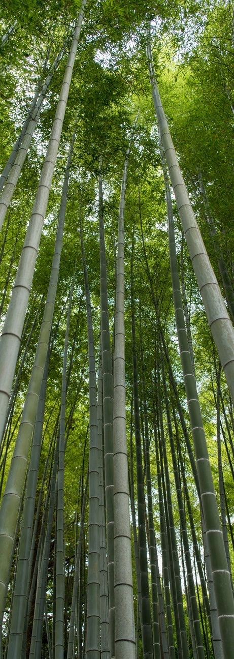 Natural Bamboo recycled material