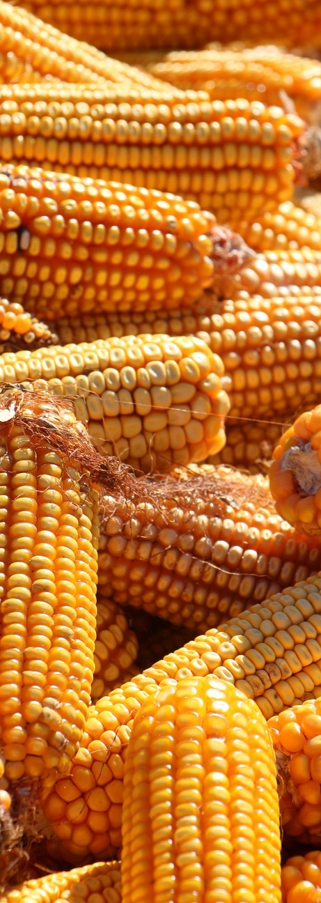 PLA Biomass recycled material