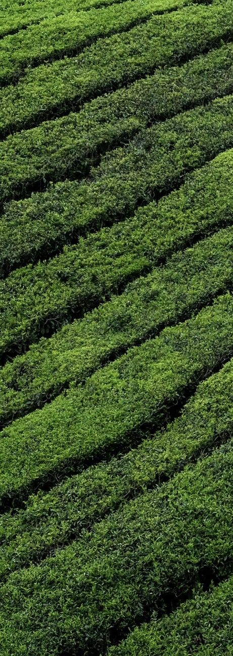 Tea Leaves recycled material